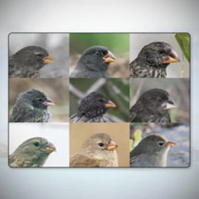 Beaks finches