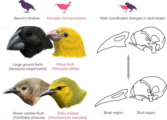 Beaks of finches lab pdf