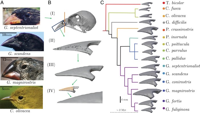 Finch finches biointeractive lab beaks answer