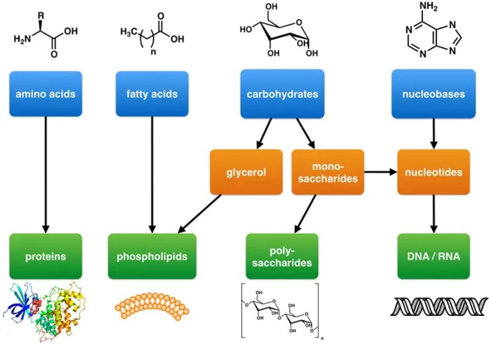 Macromolecules in my food answer key