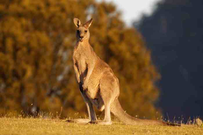 A kangaroo jumps to a vertical height of 2.7m