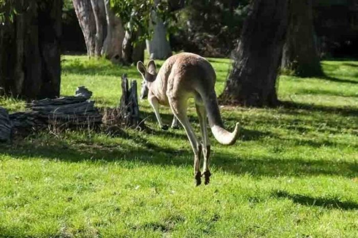 Kangaroos jump kangaroo high quick big briefing evolved thought later much than jumping september admintag scimex howtodoright